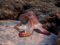 Applications of the Octopus Robots