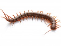 Important Facts about Centipede Robots